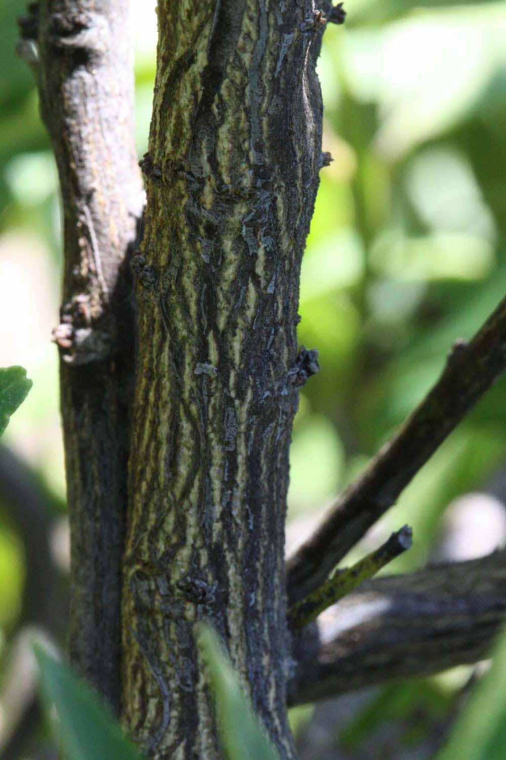              Second - third year twig (Riverside, CA)       